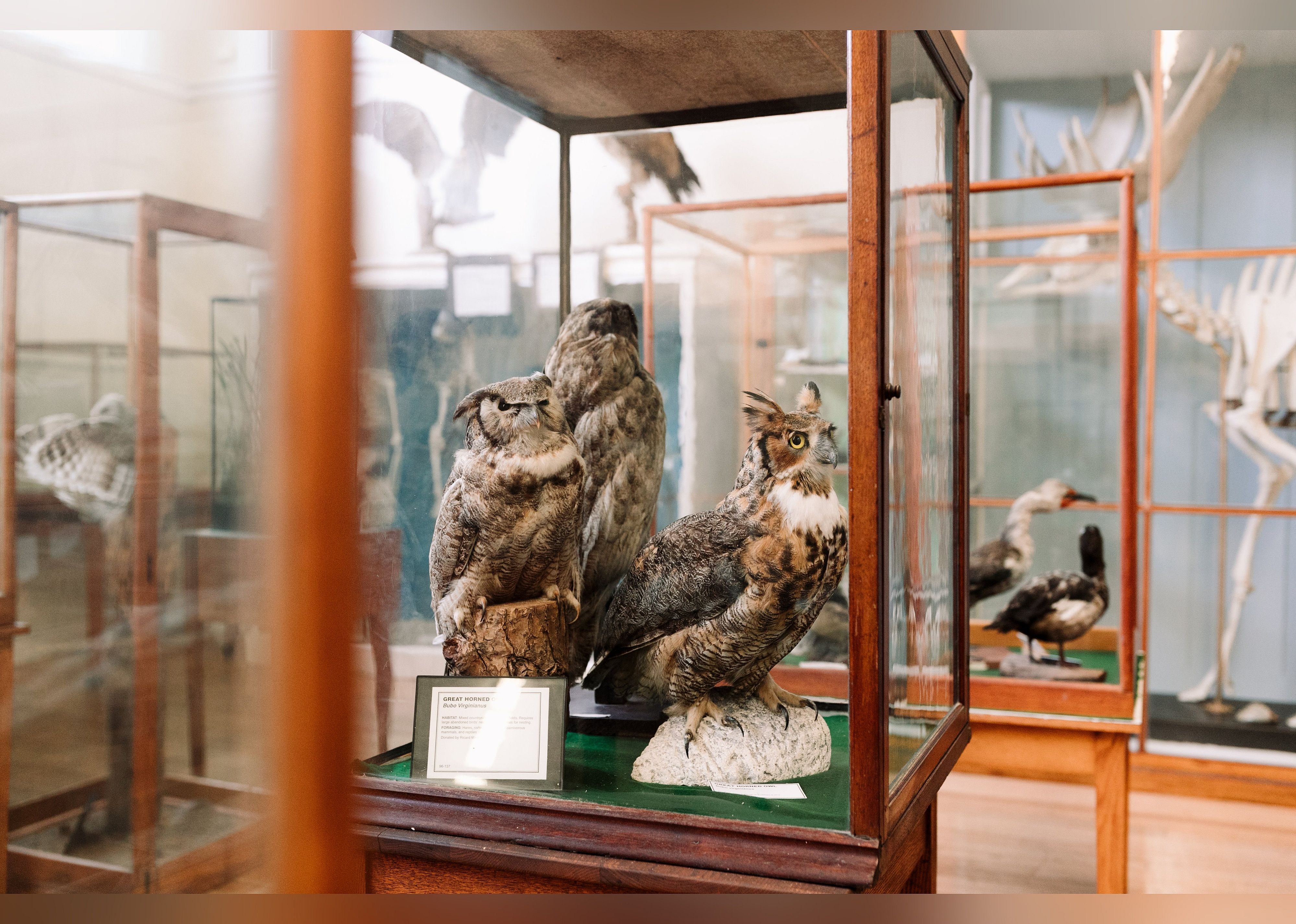#9. The Libby Museum of Natural History