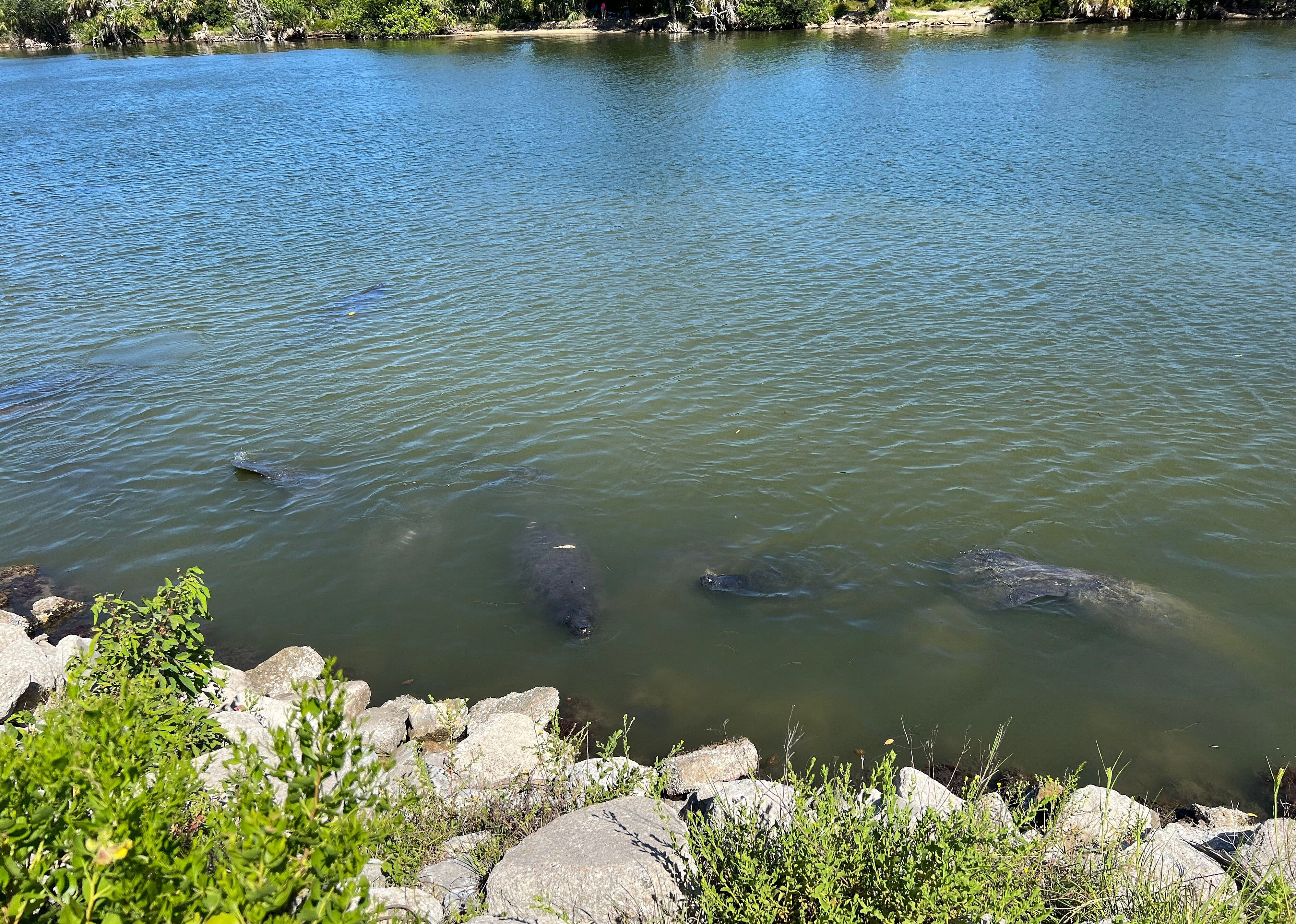 #5. Manatee Observation Deck