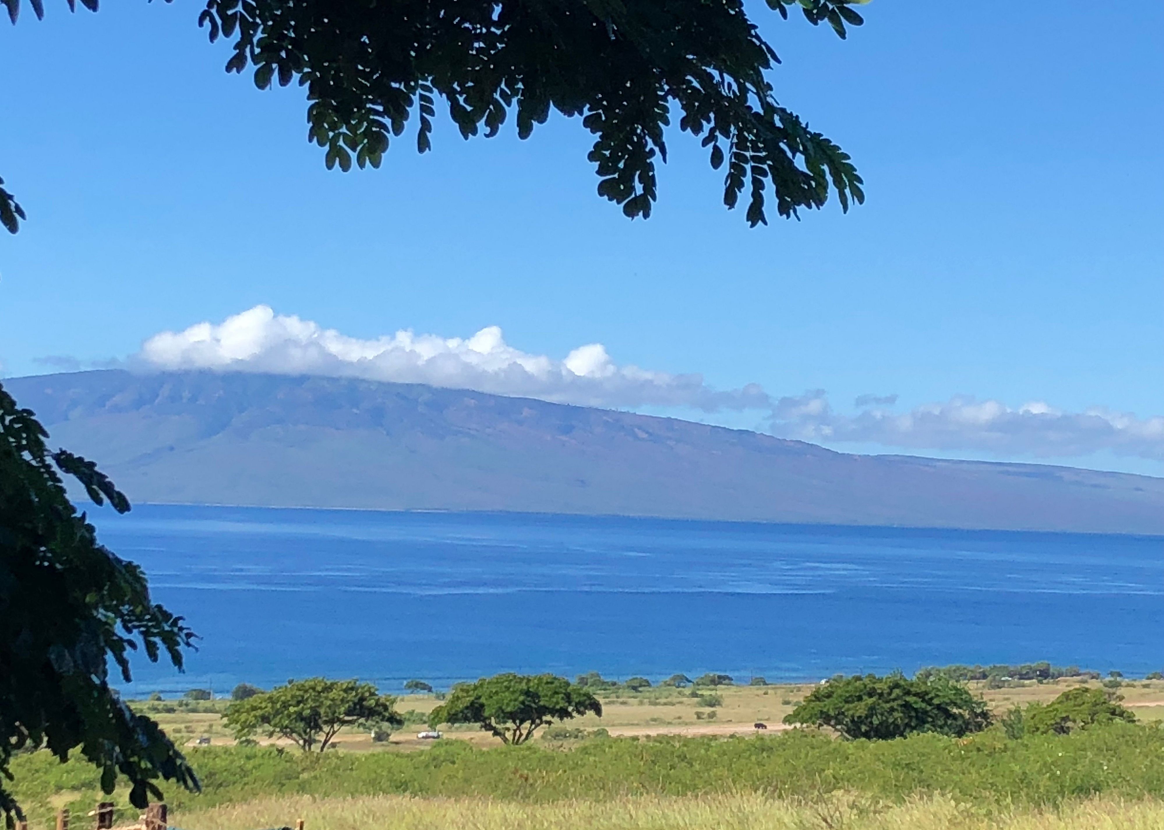 #19. Maui Animal Farm