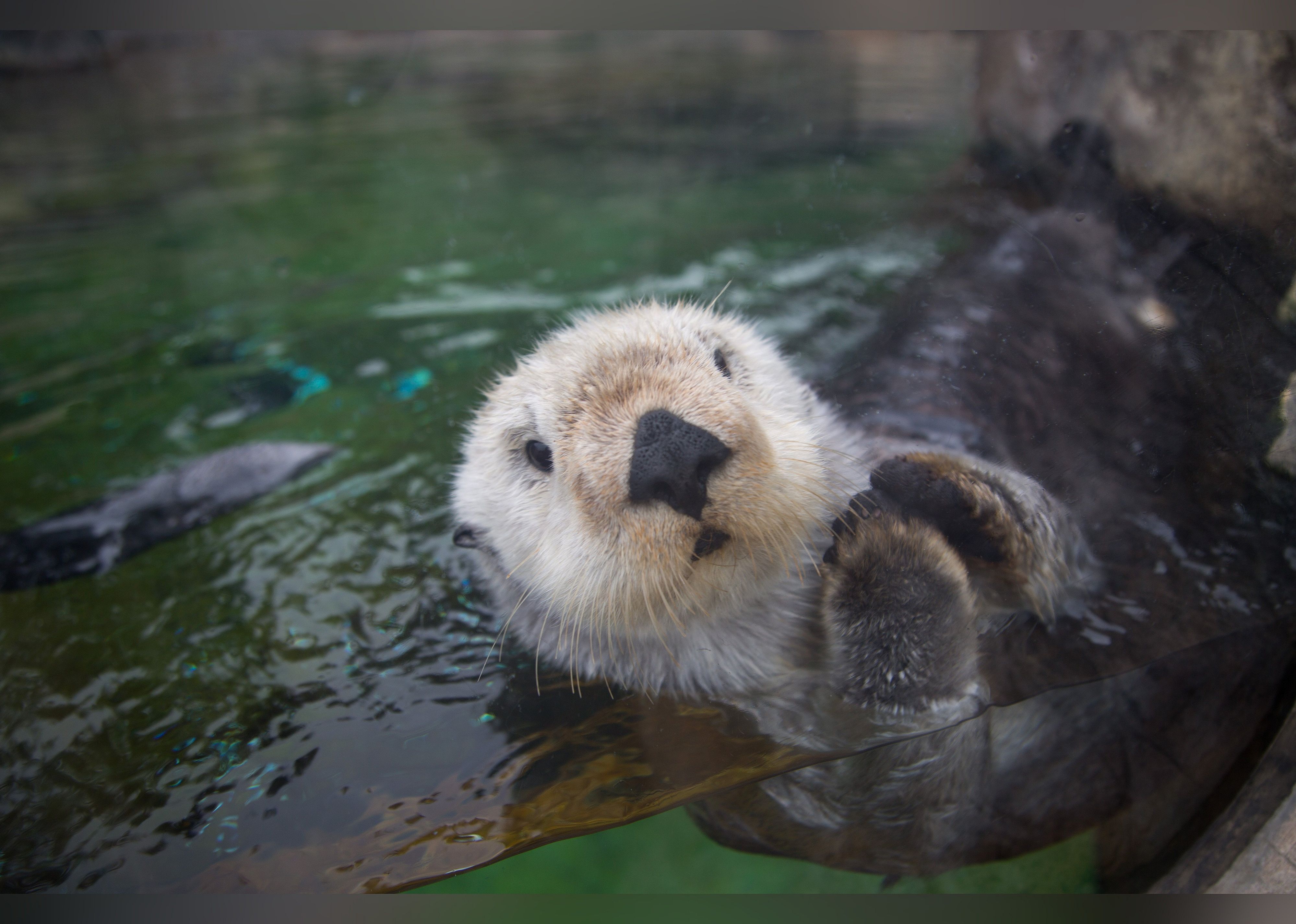 #7. Oregon Coast Aquarium