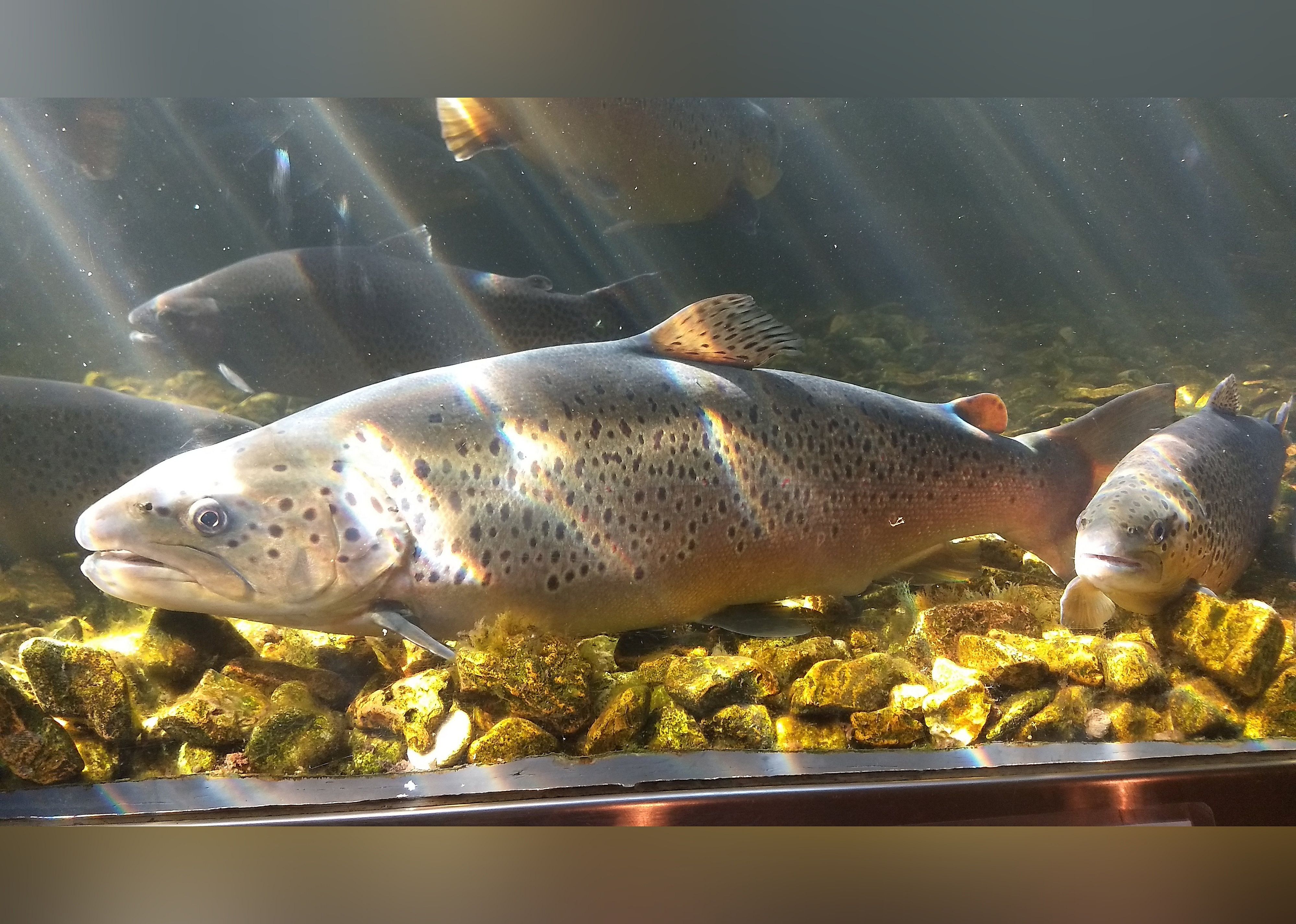#13. Shepherd of the Hills Fish Hatchery