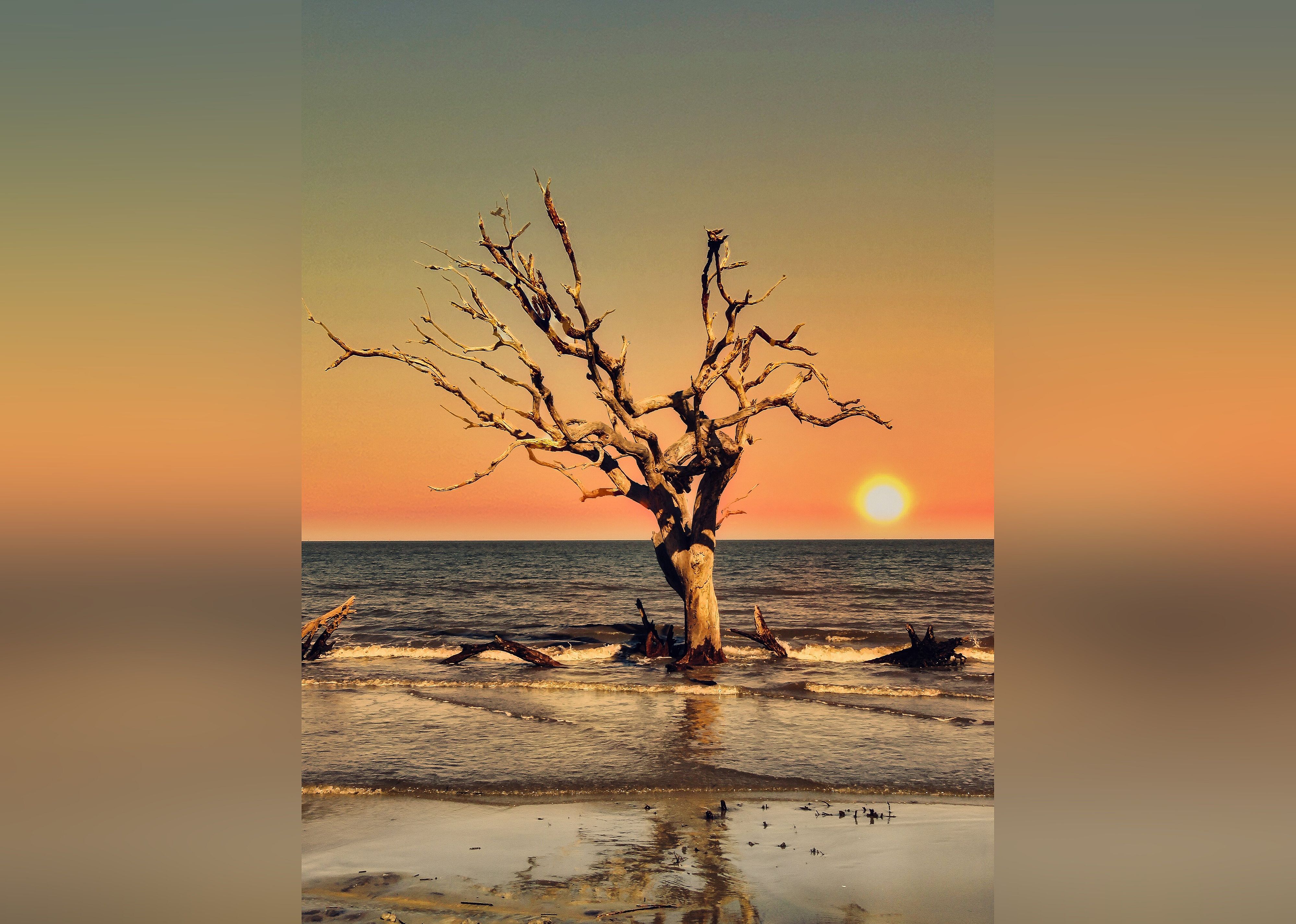 #6. Driftwood Beach