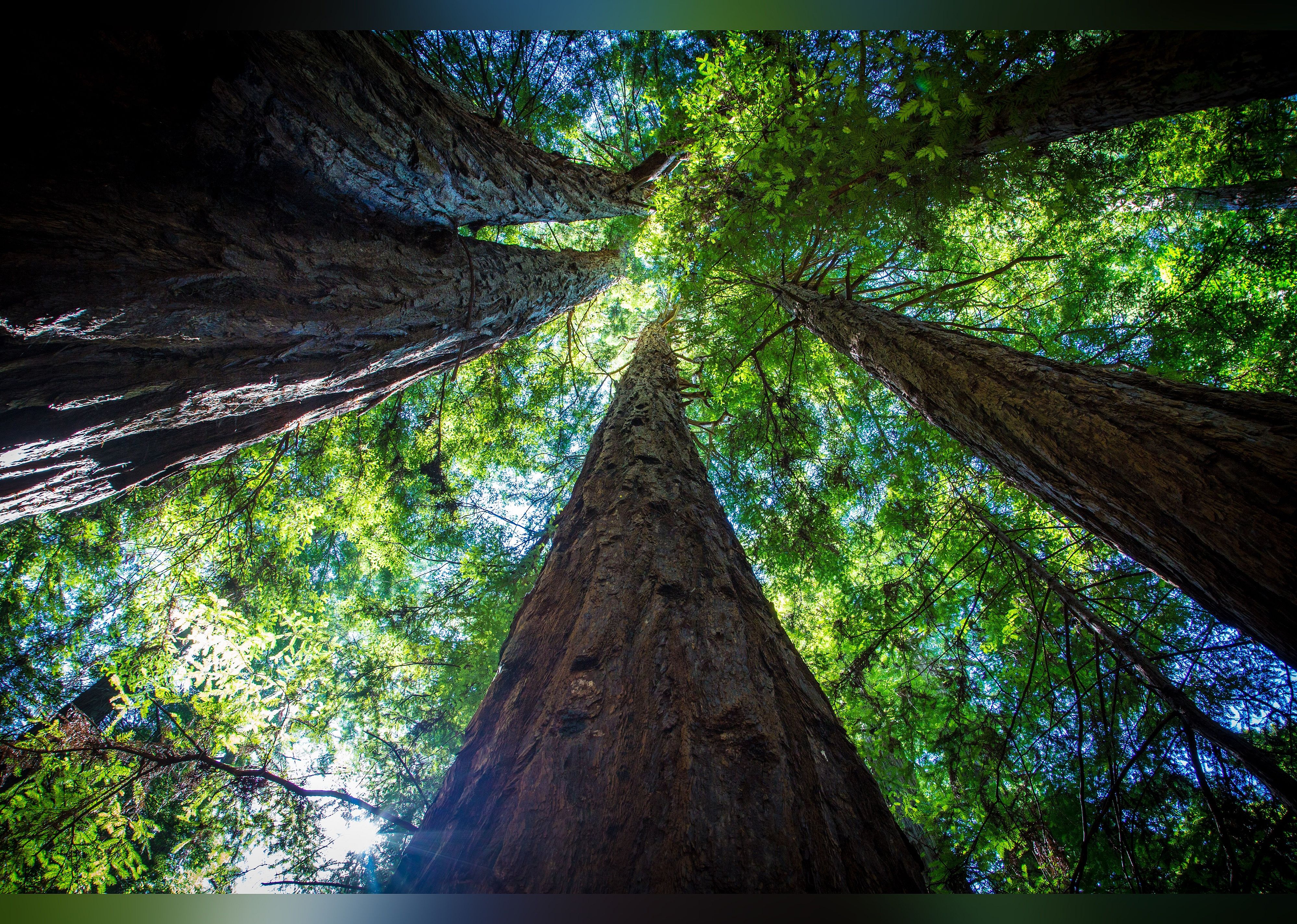 #25. Armstrong Redwood State Reserve