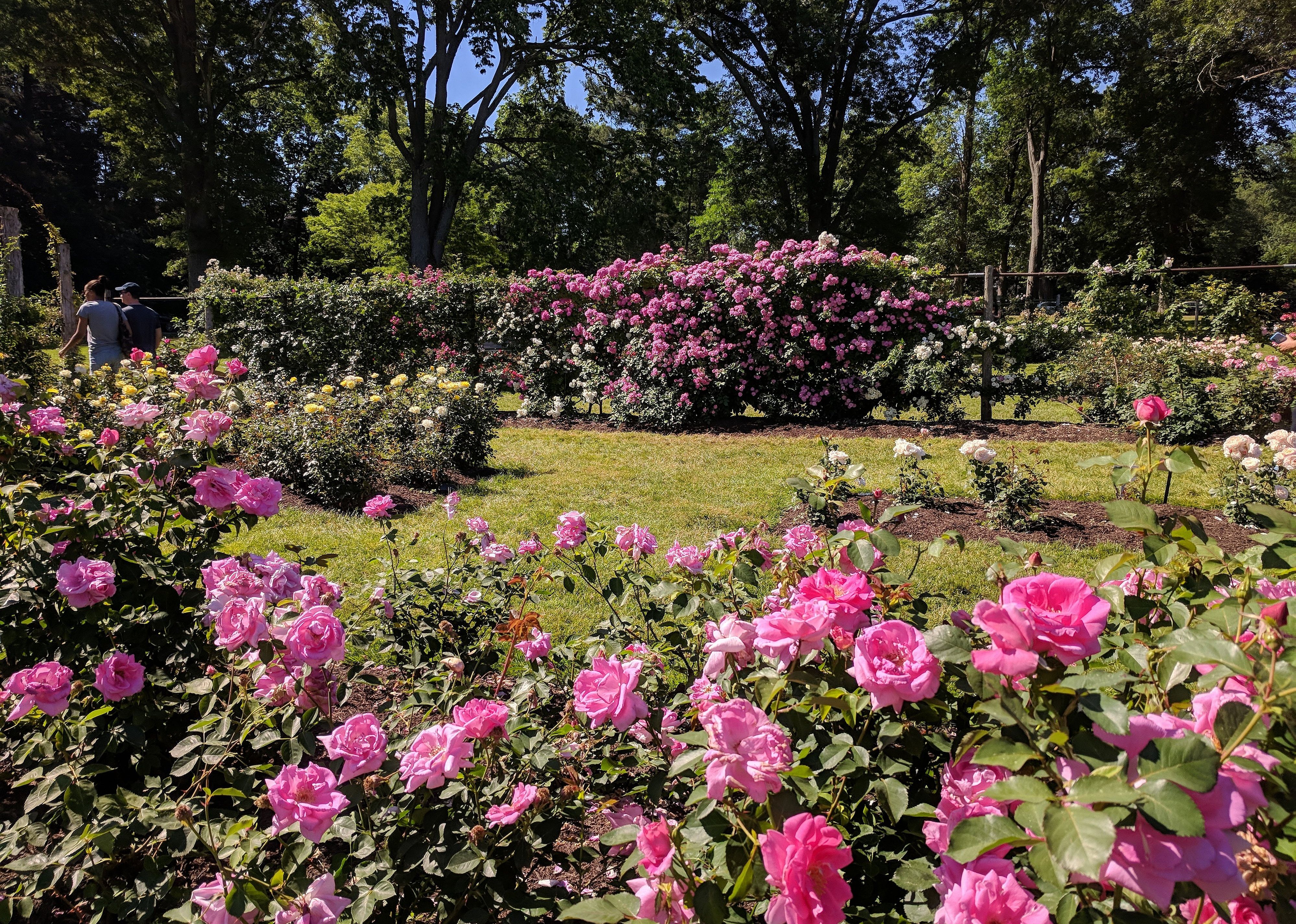 #10. Elizabeth Park