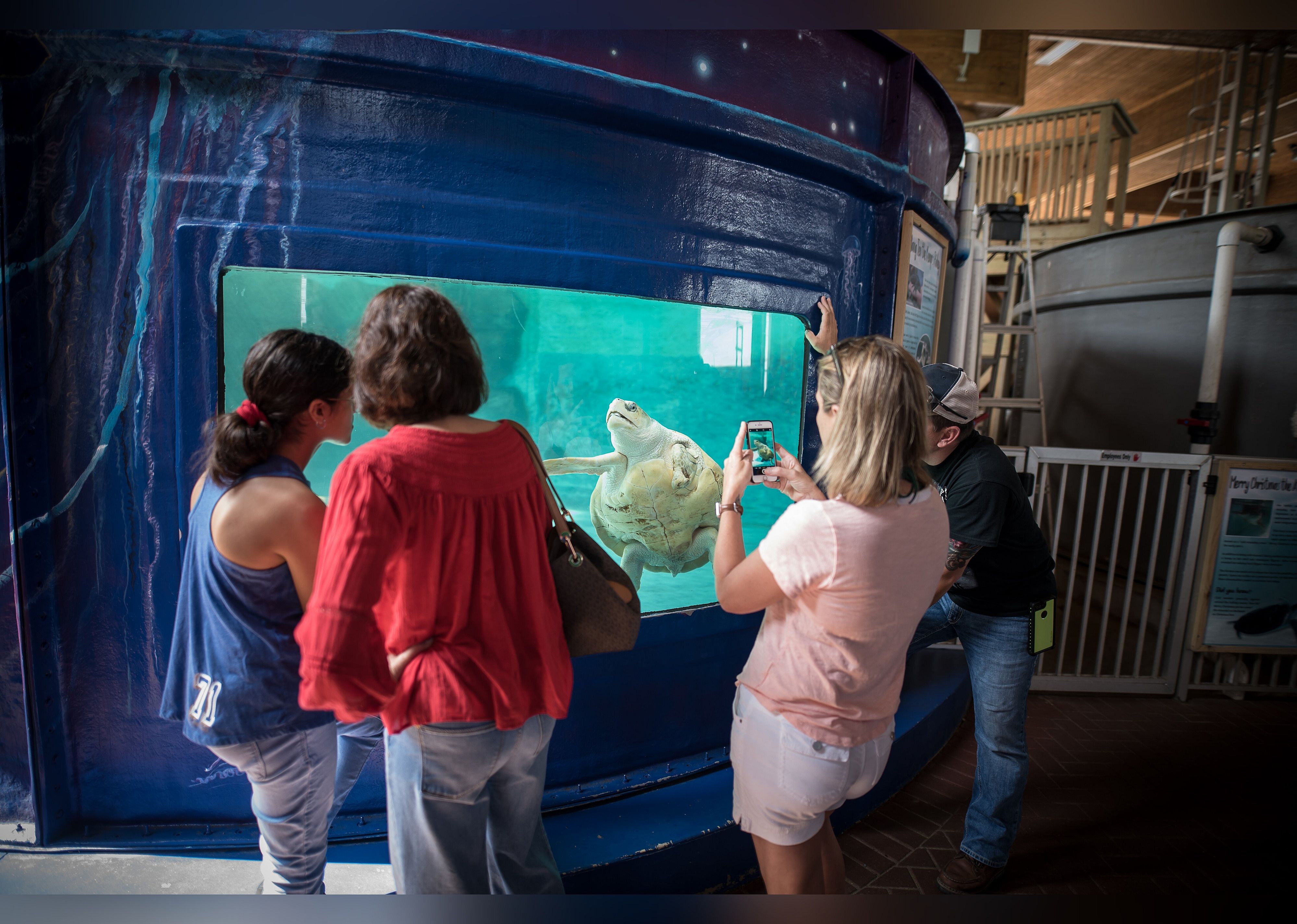 #16. Sea Turtle, Inc.