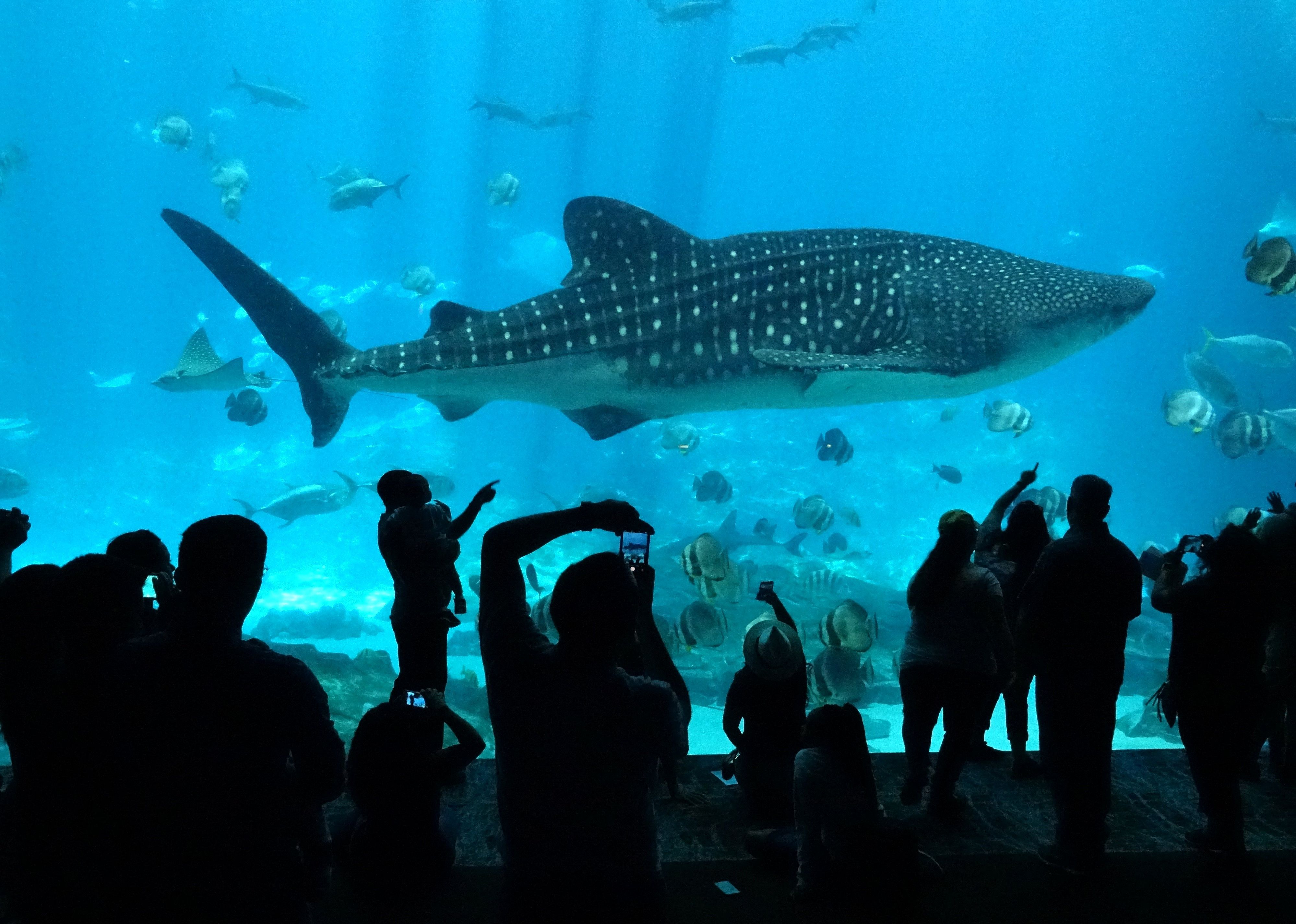 #1. Georgia Aquarium