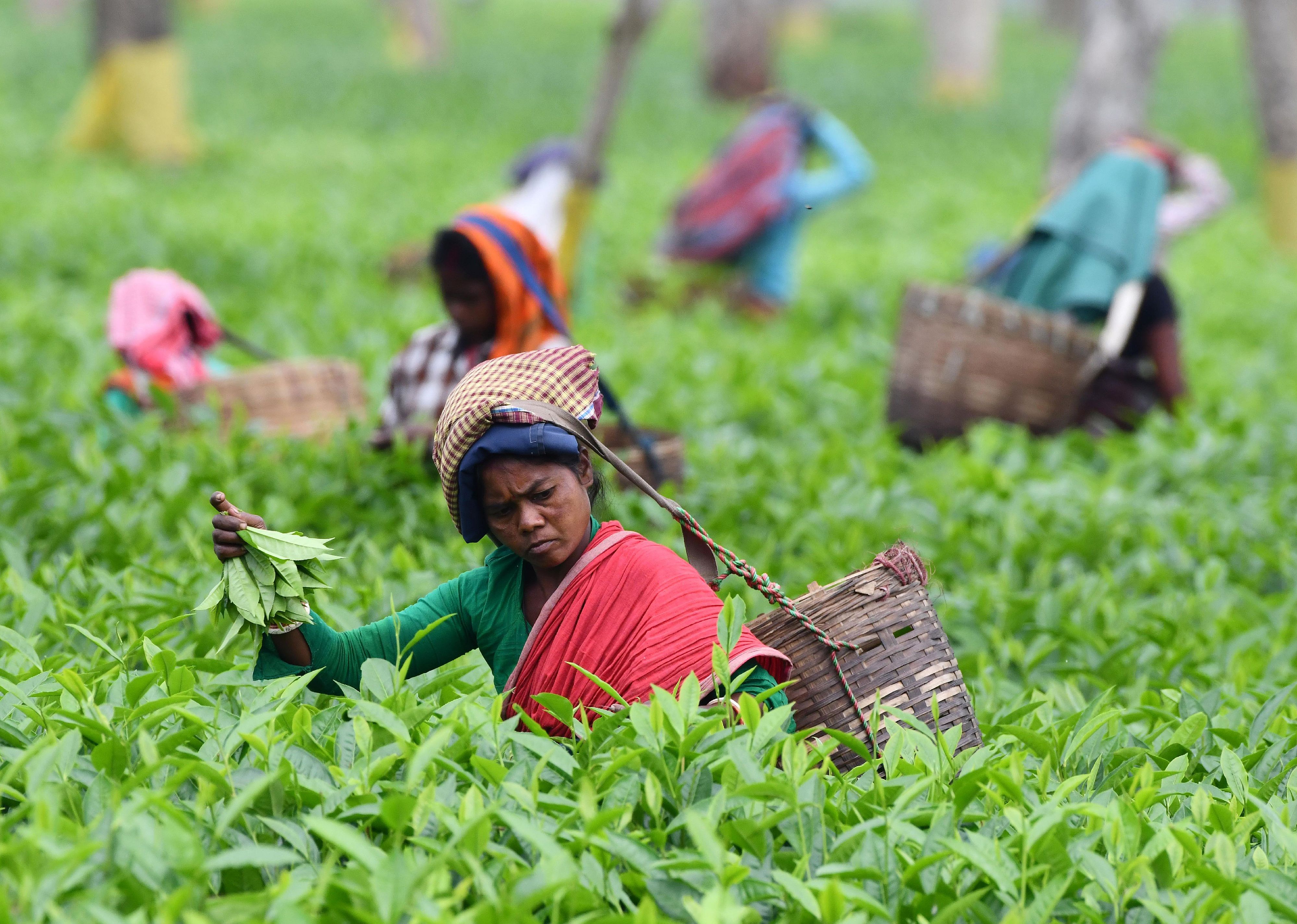 2020: Agricultural workers make up half of India’s workforce