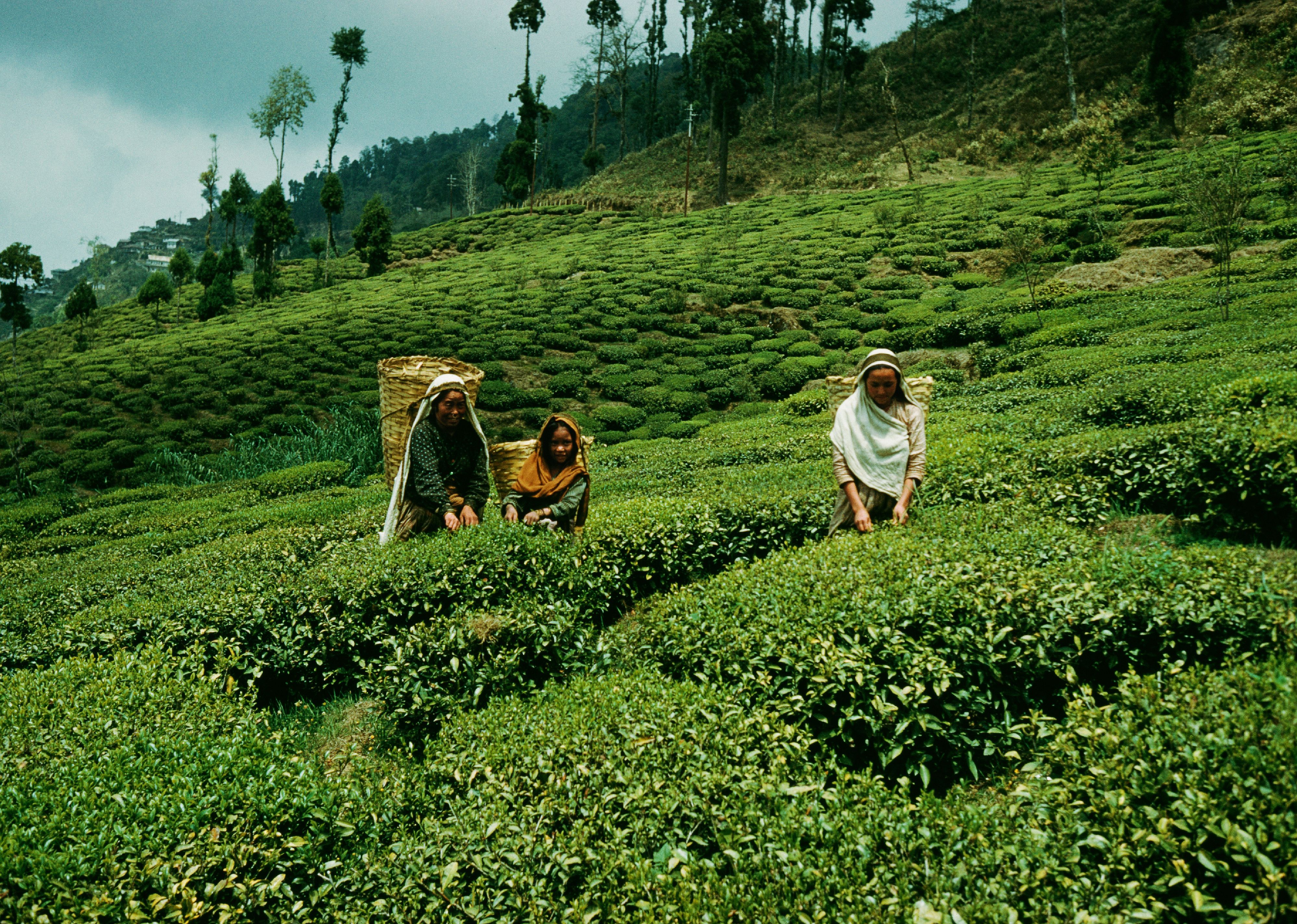 1967–1978: The Green Revolution