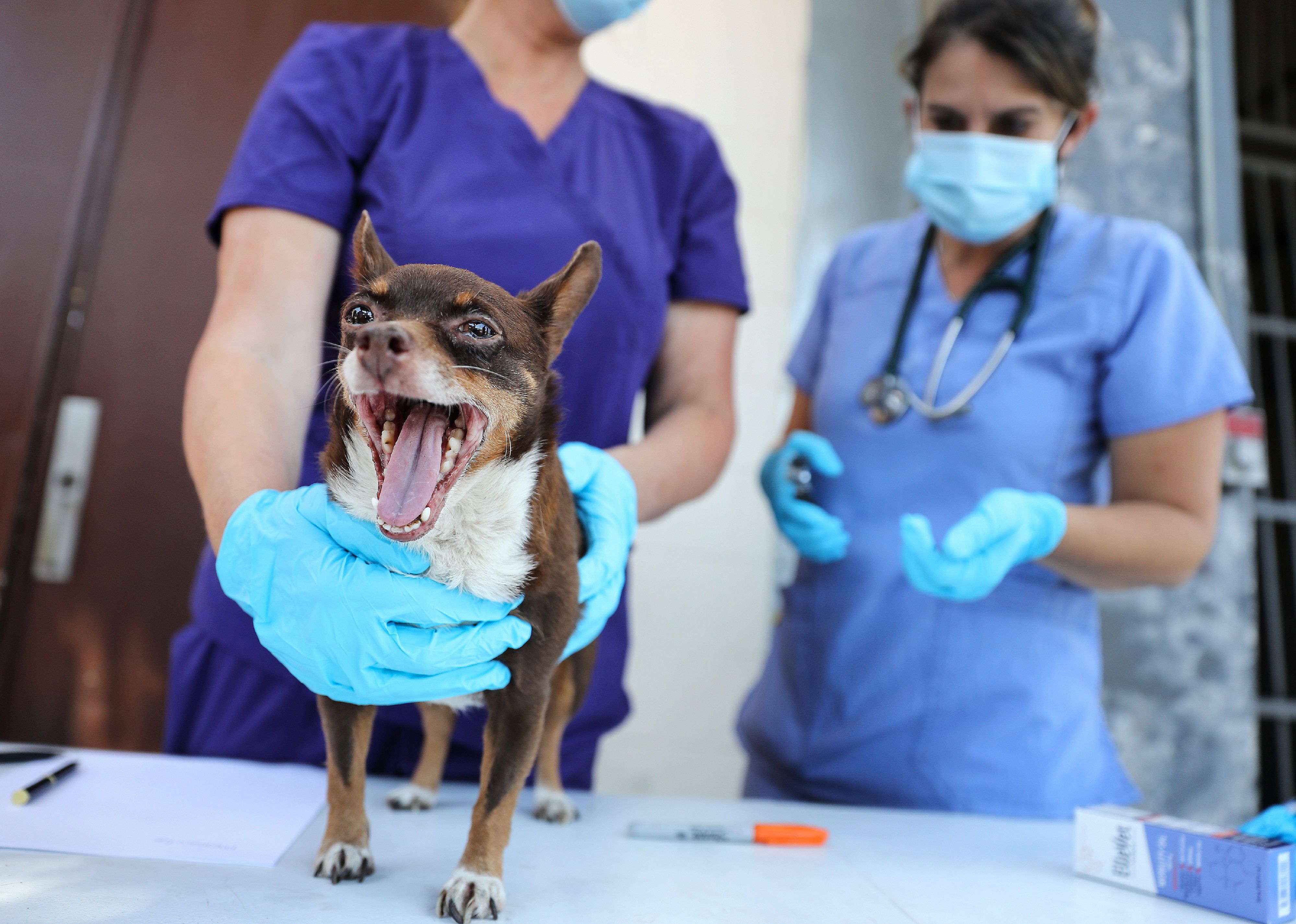 Over the past five years, pet insurance has increased at an average annual growth rate of 23.4%