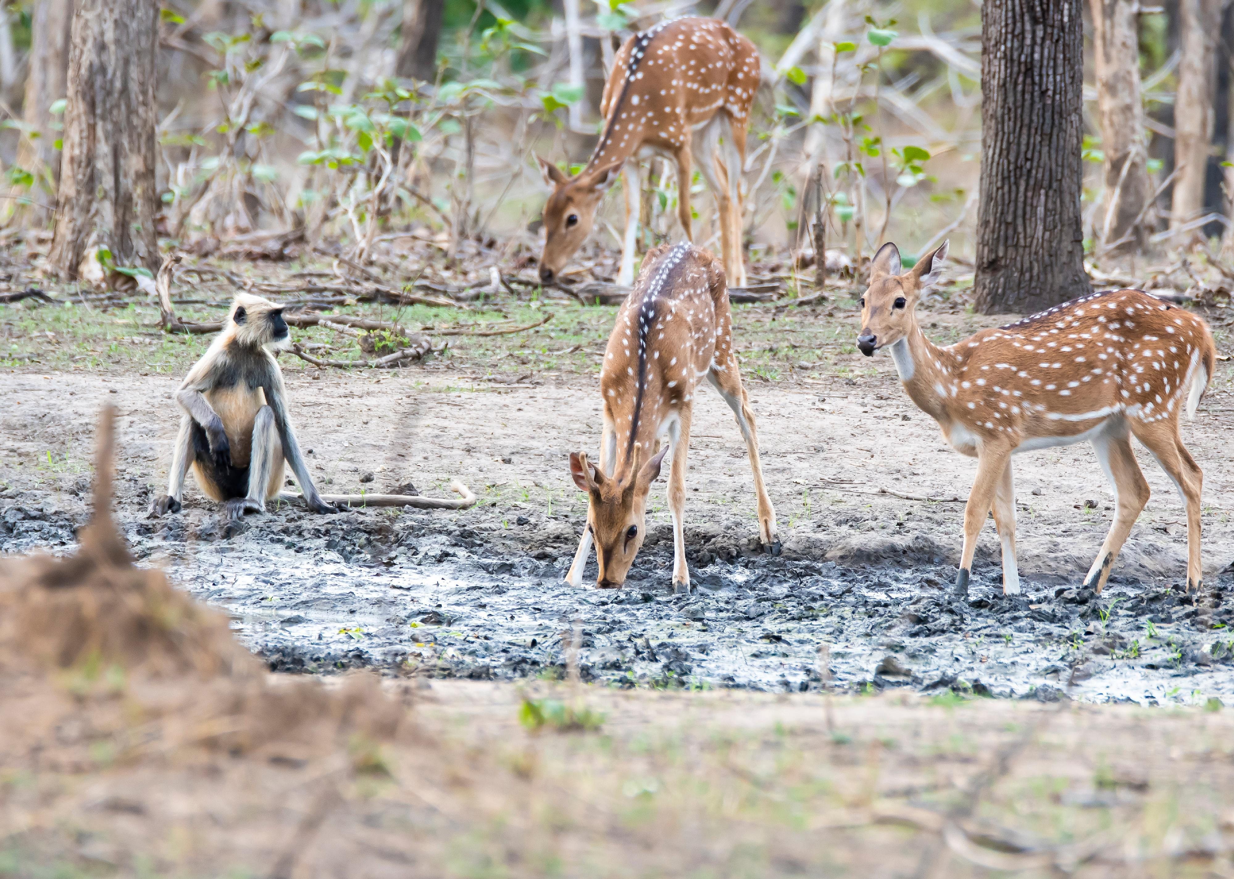 Langur monkeys and chital deer