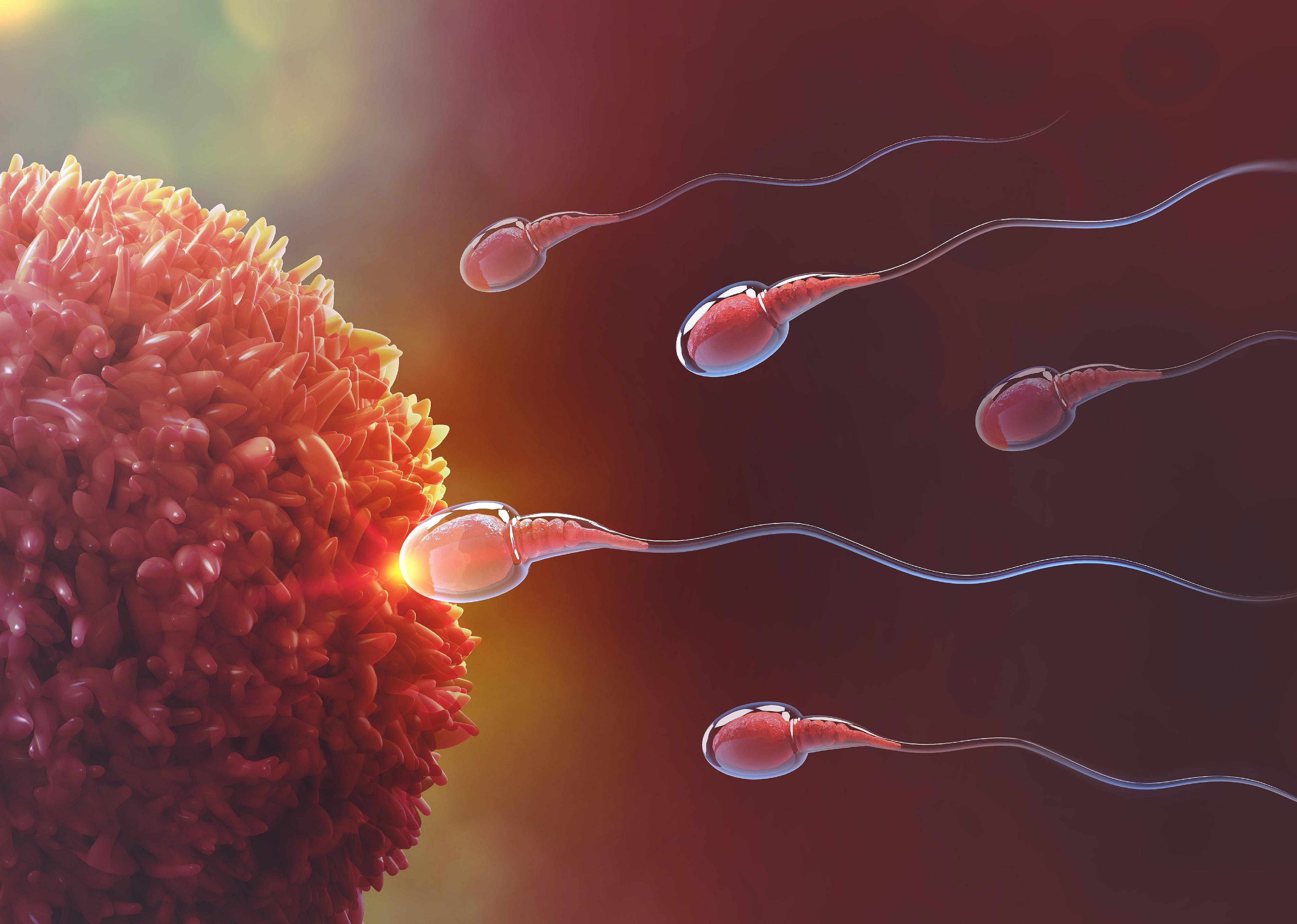 #1. Fertilization