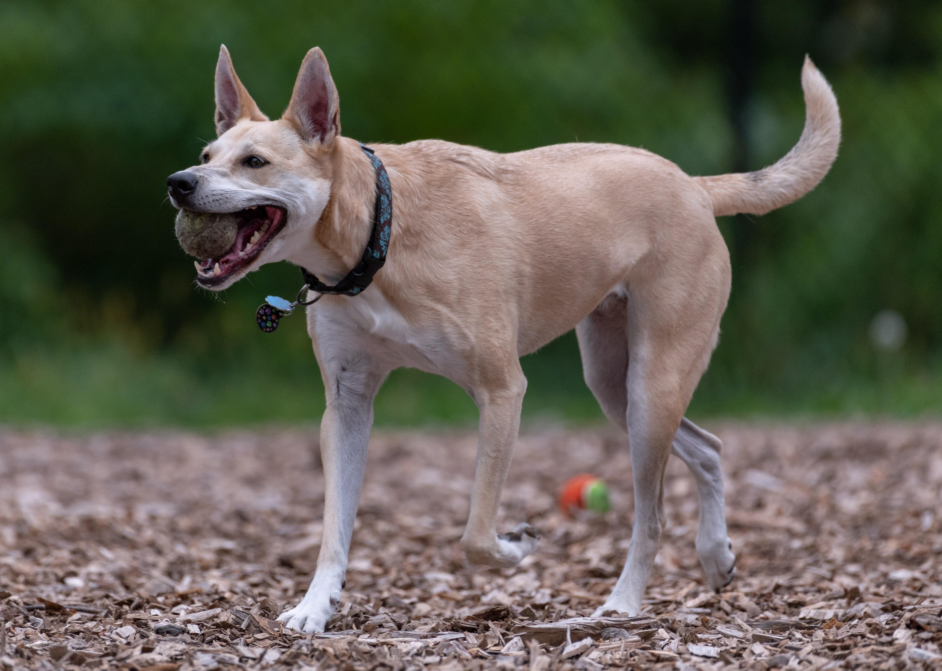 Clue: Dog breed #16