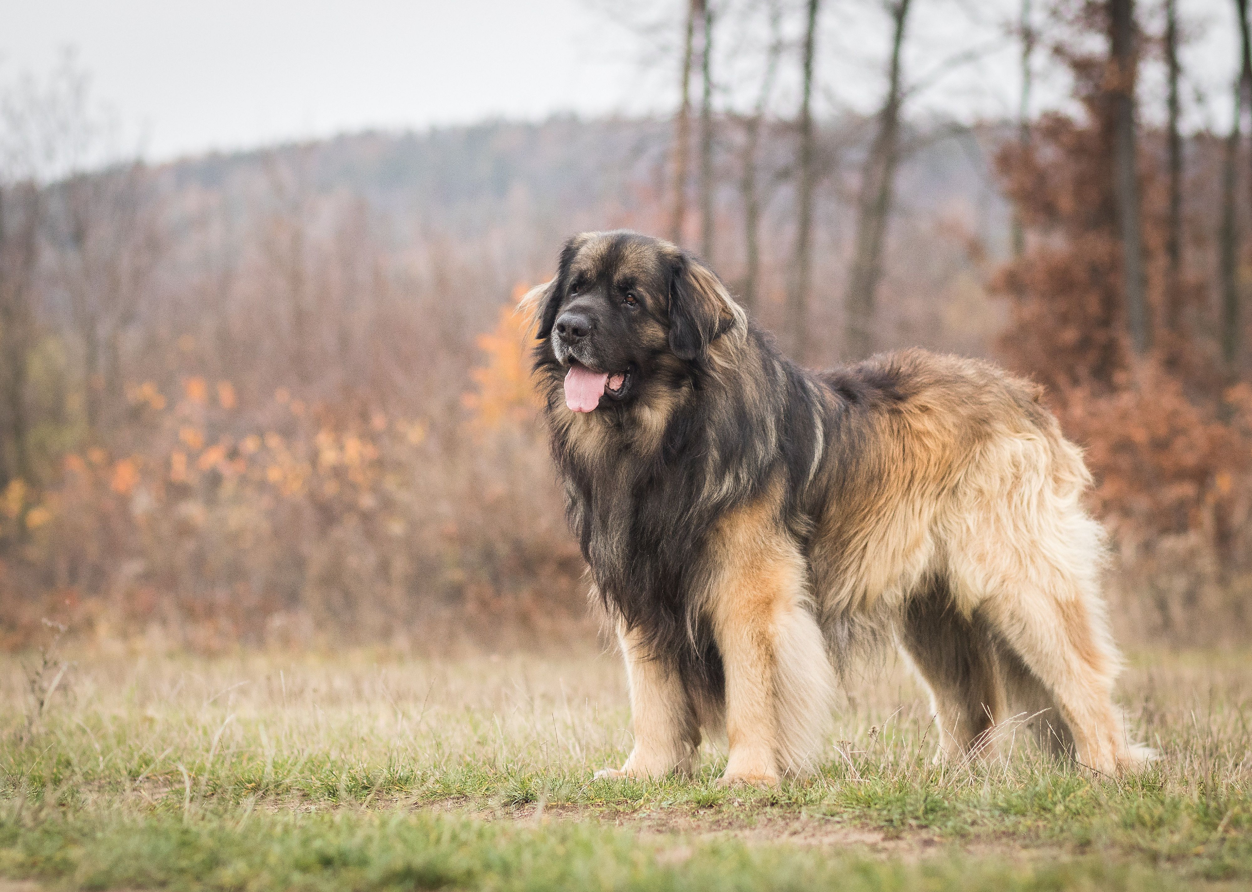 A young Leonberger in a autumn forest.