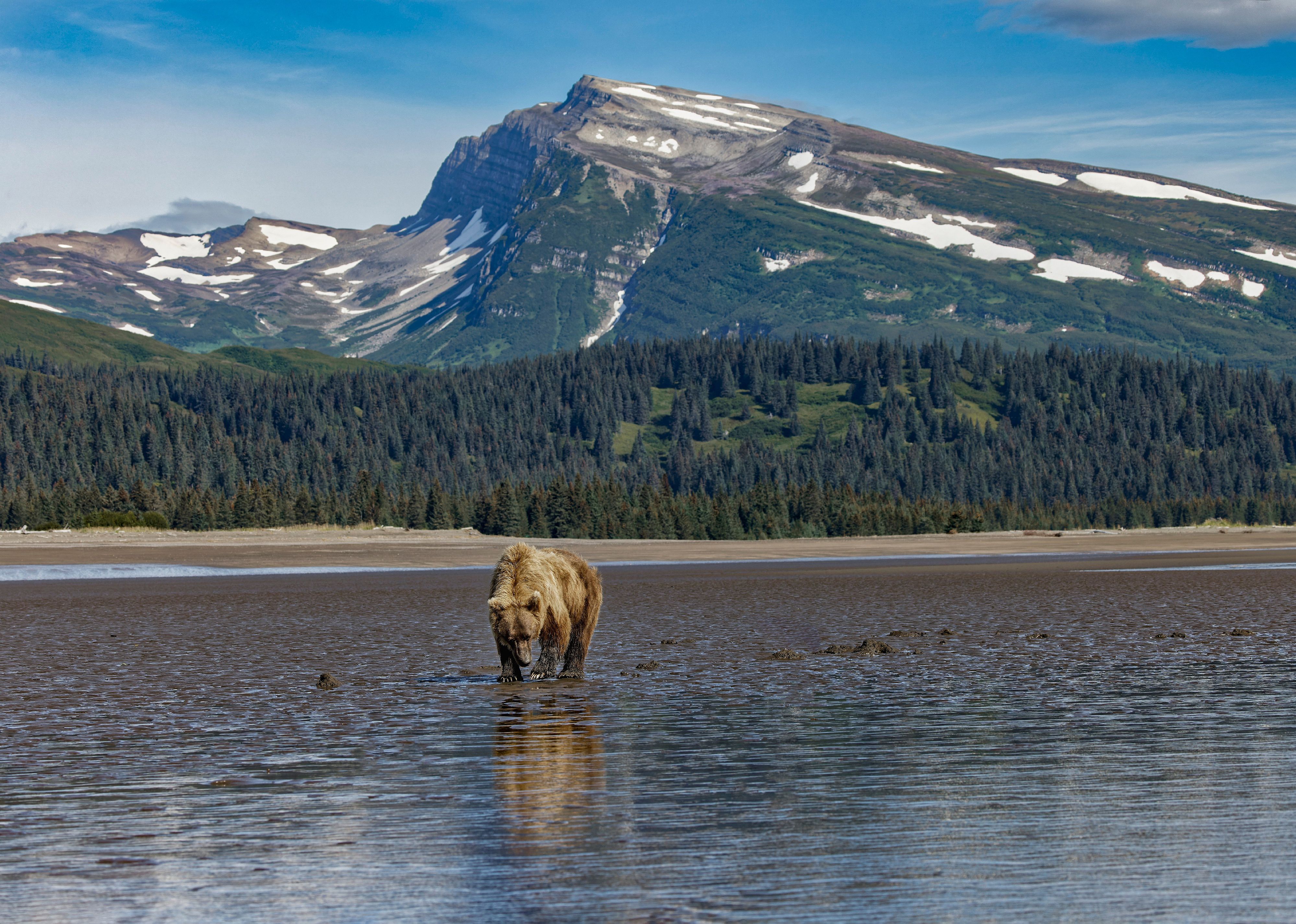 Adult female grizzly bear clamming, Lake Clark National Park and Preserve.