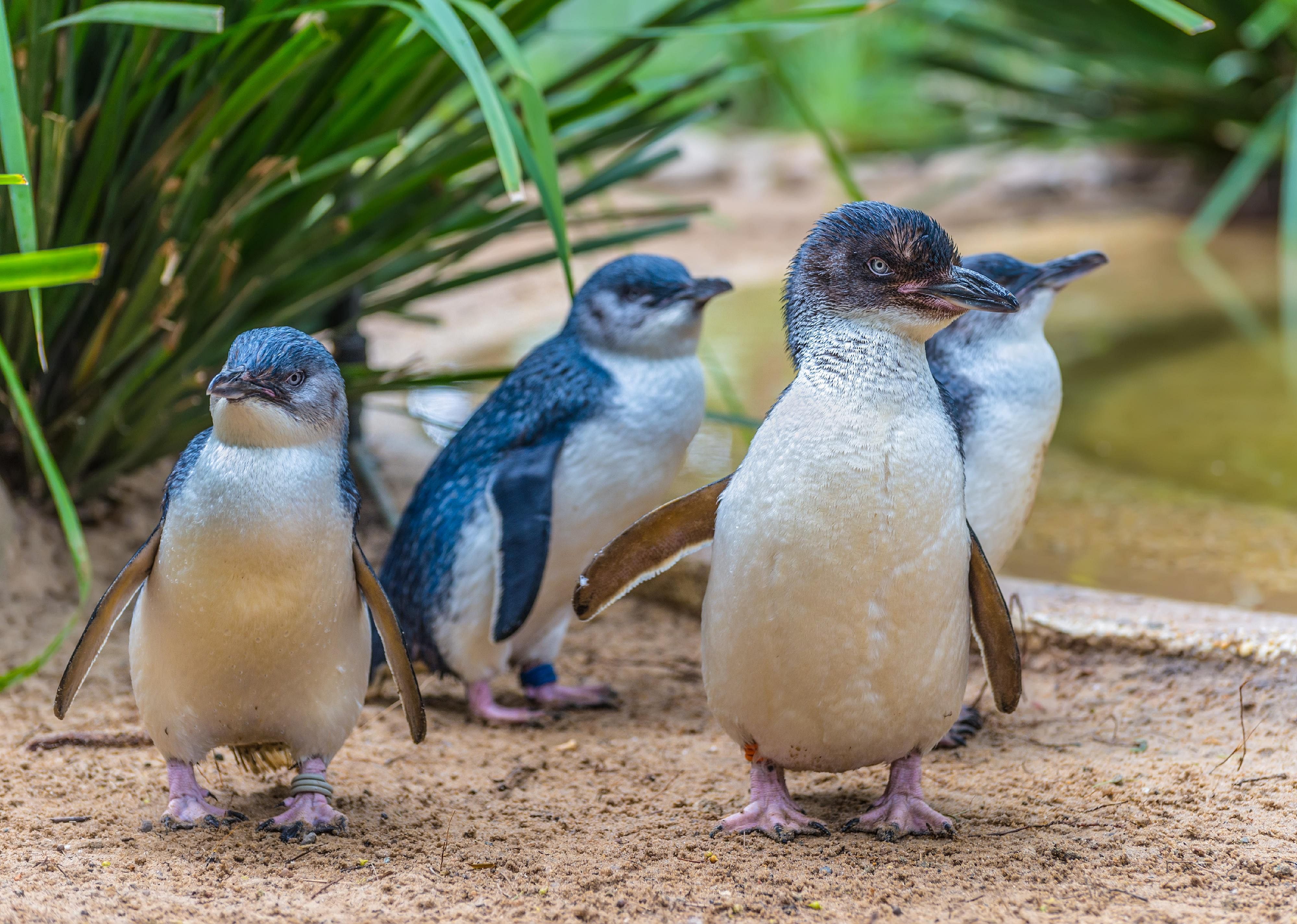 The smallest penguin species is called ‘little blue’