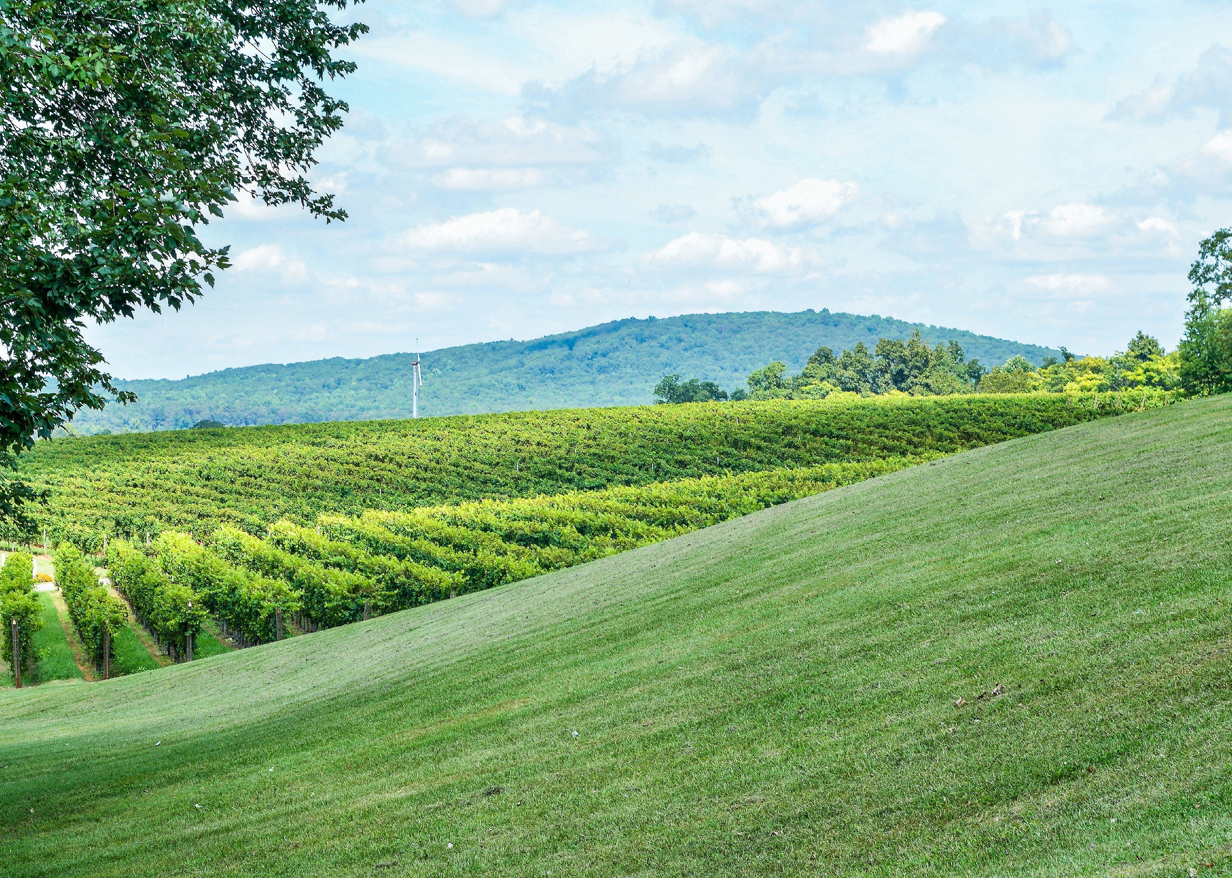 #33. Virginia