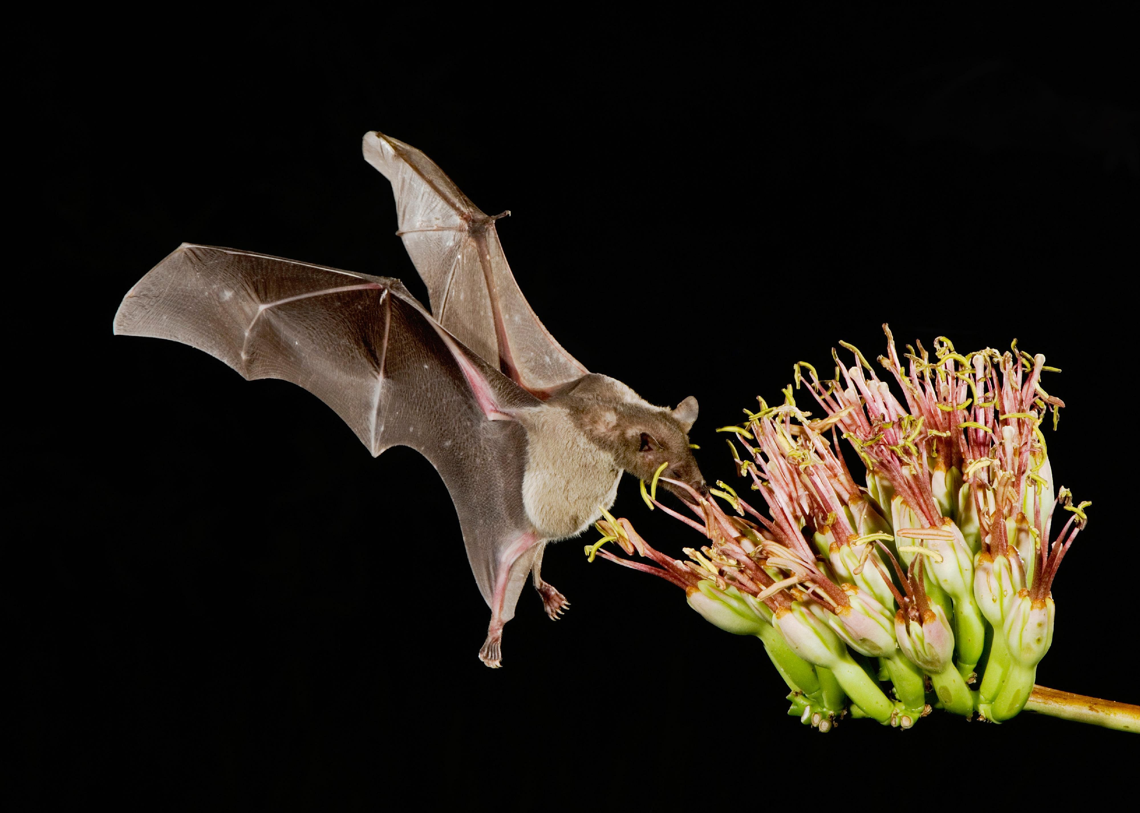 Bats are essential pollinators