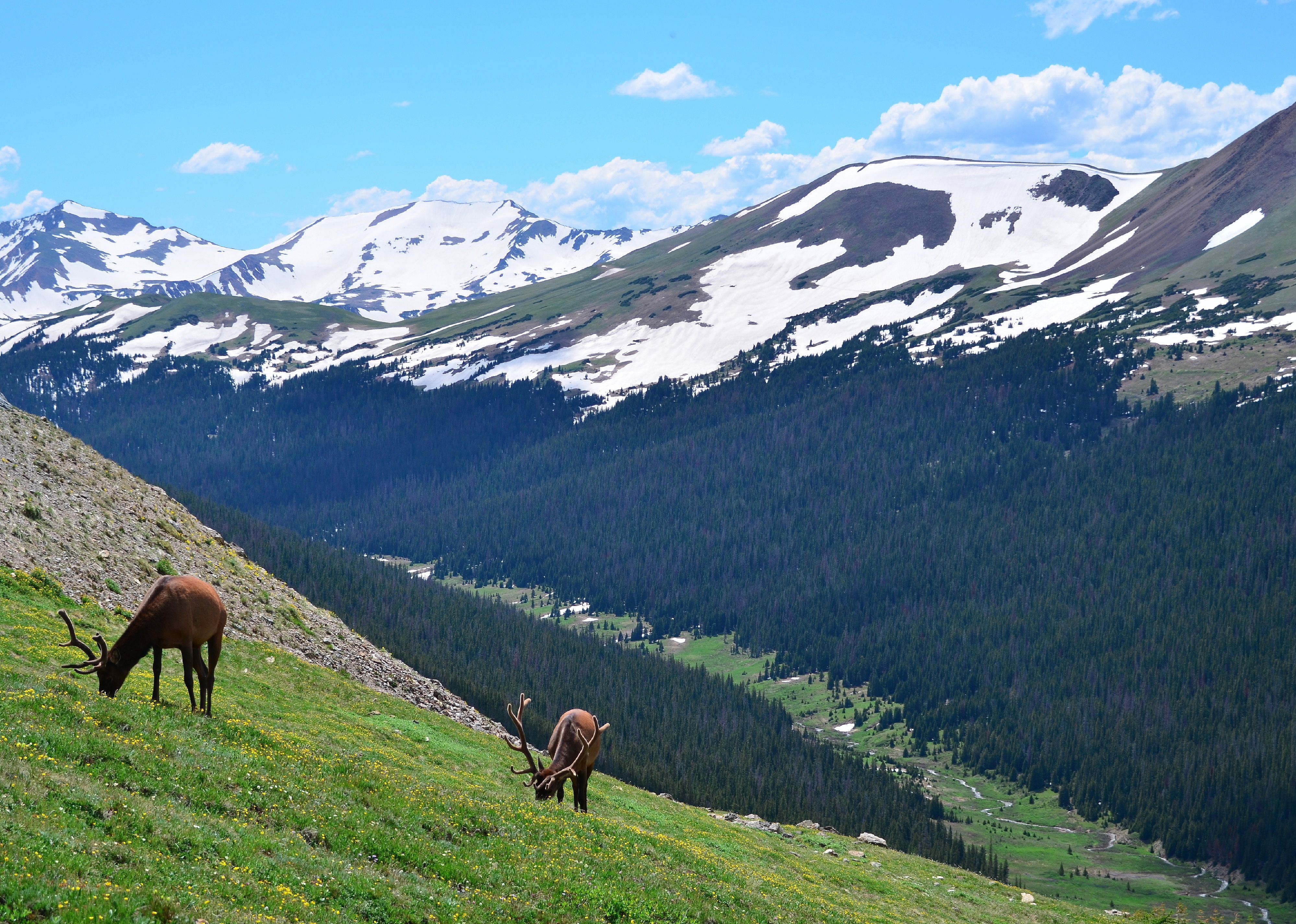 Elk in foreground of Rocky Mountain National Park.