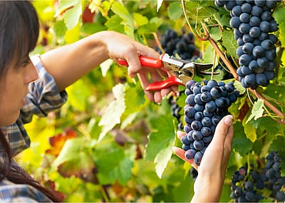 Climate change's impact on the wine industry