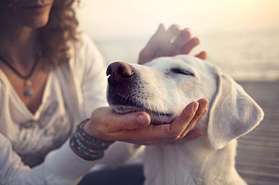 New dog breeds recognized the year you were born