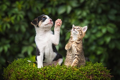 30 ways cats are not that different from dogs