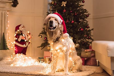 30 holiday traditions that don't involve religion