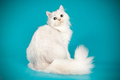 Biggest cat breeds