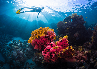 Coral reefs: How they work, why they're in danger, and why it matters
