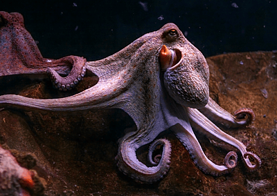 From poison dart frogs to hagfish slime: 20 animal defenses