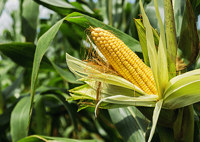 States producing the most maple syrup, corn and other major crops