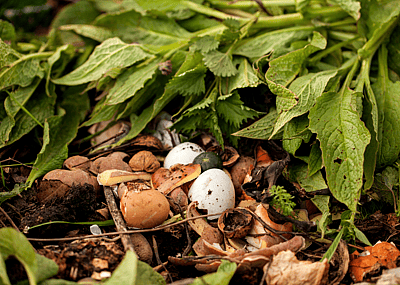 Beginner's guide to composting