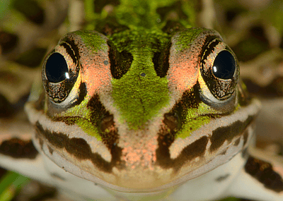 Animal species that may become extinct in our lifetime