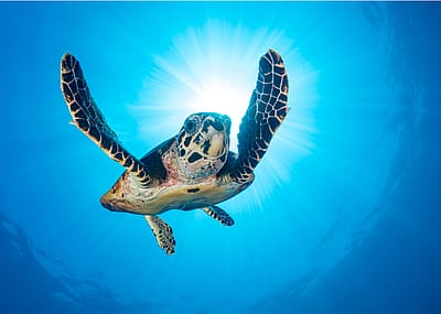 50 of the world's most endangered species