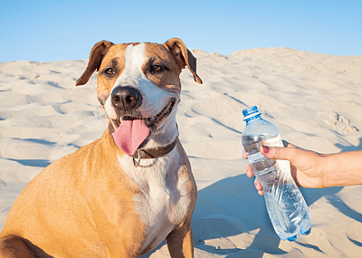 A dog drinking from a water bottle in summer.