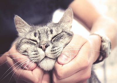 Closeup of human petting cat's chin