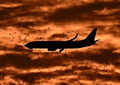 A silhouette of a plane flying through a flock of birds against an orange sky at sunset.