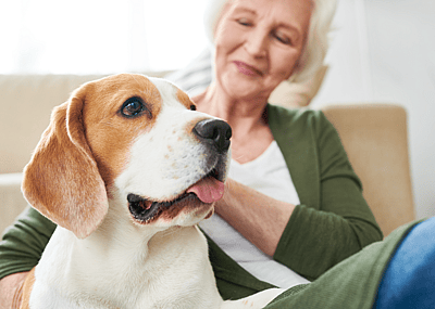 Senior person petting their beagle dog.