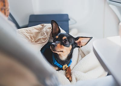 Small black dog sitting on owner's lap on an airplane.
