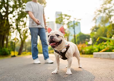 Person walks a French bulldog in a city.