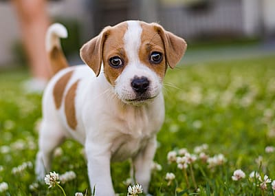 Danish-Swedish Farmdog puppy in the grass.