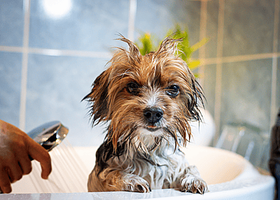 A wet Yorkshire Terrier dog after a bath