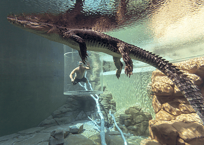 A person swimming an enclosed glass tube in a larger tank with a crocodile at Crocosaurus Cove, Australia