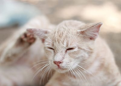 Why do cats have whiskers? And answers to 50 other kitten questions