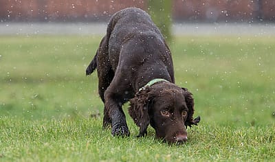 Snipe the dog, sniffs different areas of grass to detect water, in Warrington where it is training to detect underground water leaks by smelling chlorine traces.