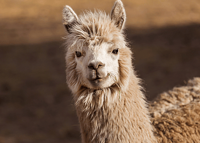 20 examples of therapy animals that aren't dogs