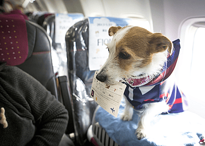 A dog on a plane with an airline ticket in its mouth.