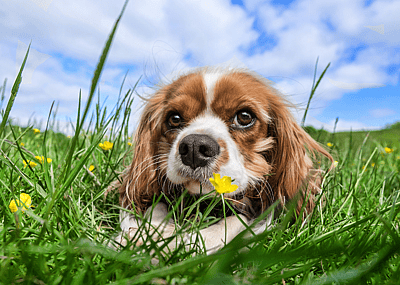 A small brown-and-white puppy sitting in the grass with yellow flowers.