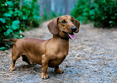 30 luxurious services for your pooch