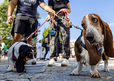 Dogs being walked on leashes, stopping for a drink of water.