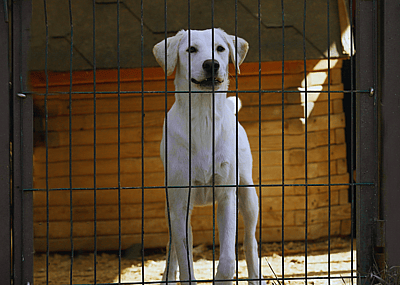 A tall white dog in a cage in a shelter.